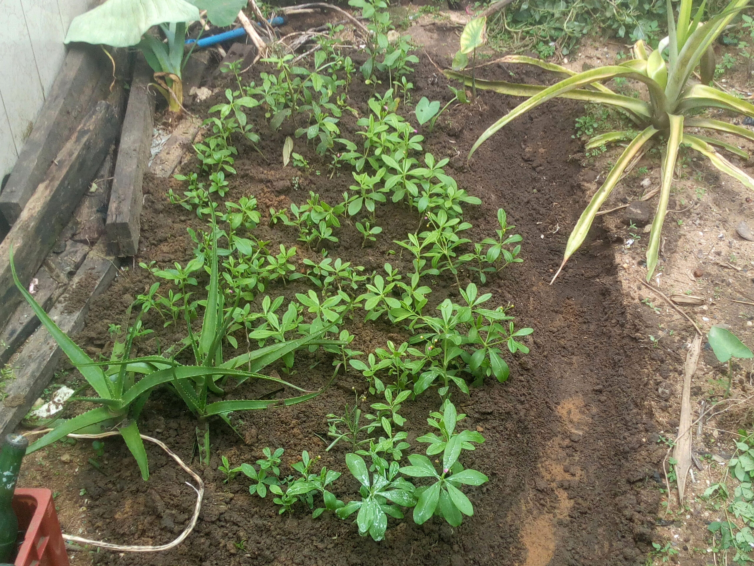 Nature based solution